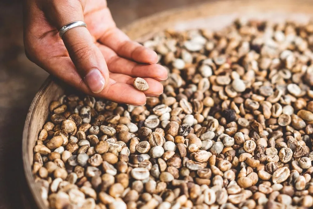 Segenggam biji kopi hijau